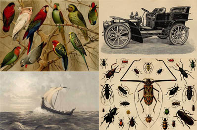 Prints of insects, animals, ships, weapons, botanical, cars, royal, eggs, cows, horses ets