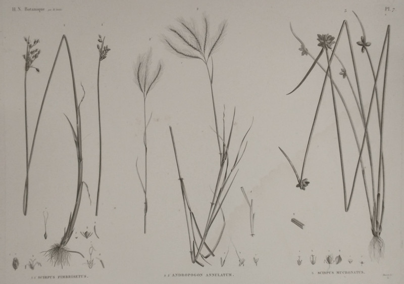 H.N. Botanique: 1.1 Scirpus Fimbrisetus, 2.2 Andropogon annulatum, 3 Scirpus Mucronatus by Plee,  M. Delile