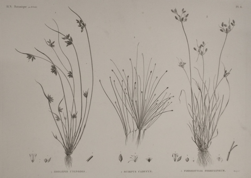 H.N. Botanique: 1. Isolepis Uninodis, 2. Scirpus Caducus, 3. Fimbristylis Ferrugineum by Plee,  M. Delile