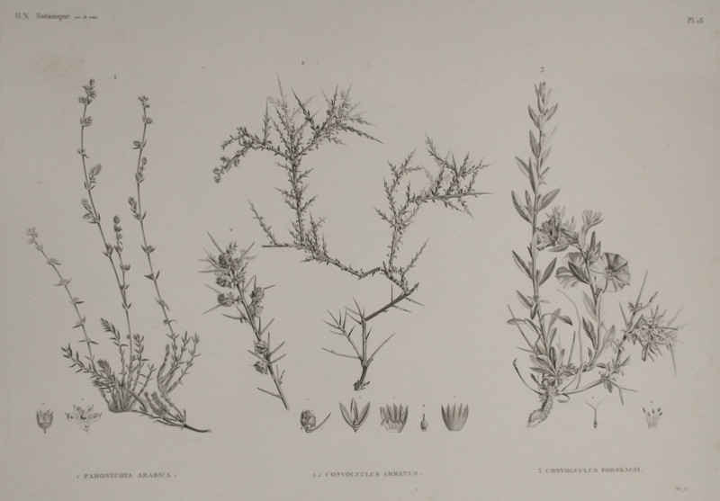 H.N. Botanique: 1. Paronychia Arabica, 2.2 Convolvulus Armatus, 3. Convolvulus Forsalii by Plee,  M. Delile