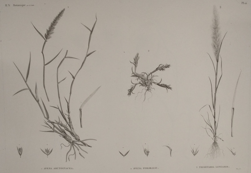 H.N. Botanique:12: 1. Avena Arundinacea, 2. Avena Forskalii, 3. Trisetaria Linearis by Plee,  M. Delile
