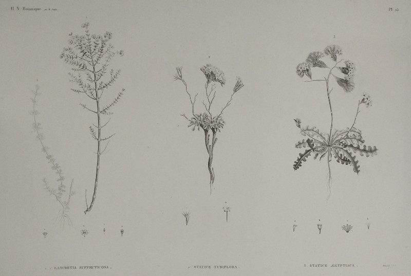 H.N. Botanique: P25: 1. Lancretia Suffruticosa, 2. Statice Tubiflora, 3. Statice Aegypriaca by Bouquel,  M. Delile