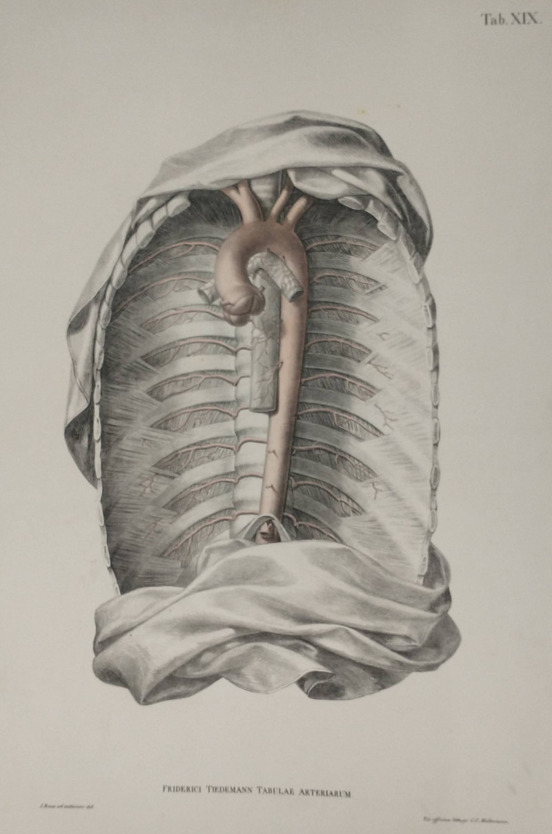 Tab. XIX Friedrich Tiedemann Tabulae arteriarum  by J. Roux, C.F. Mülleriana