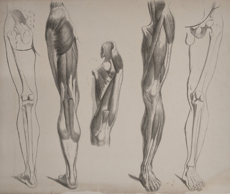 Botten en spieren van het menselijk been by nn