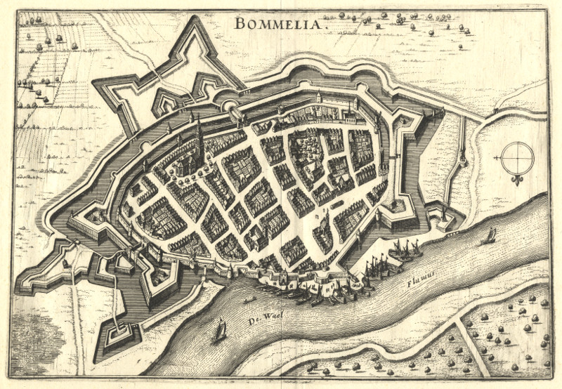 Bommelia by M. Merian