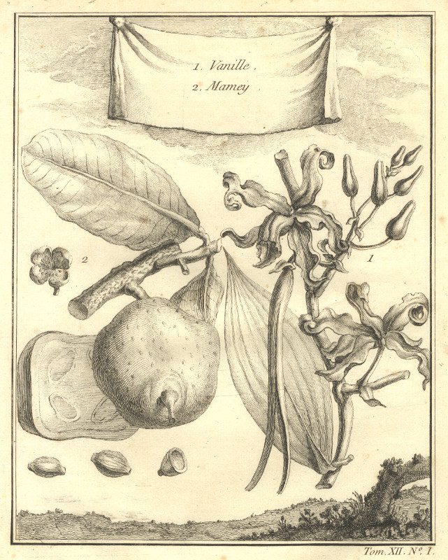 1. Vanille; 2. Mamey by Jacob van der Schley