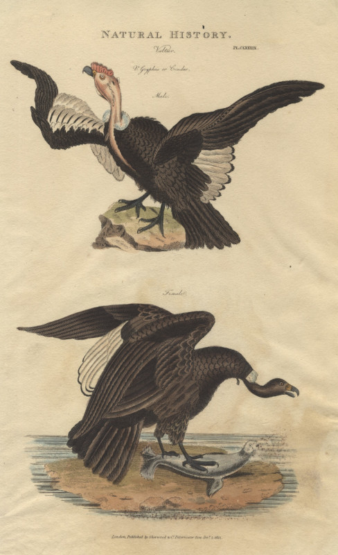 print Vultur; V. Gryphus or condor, male, female. by nn