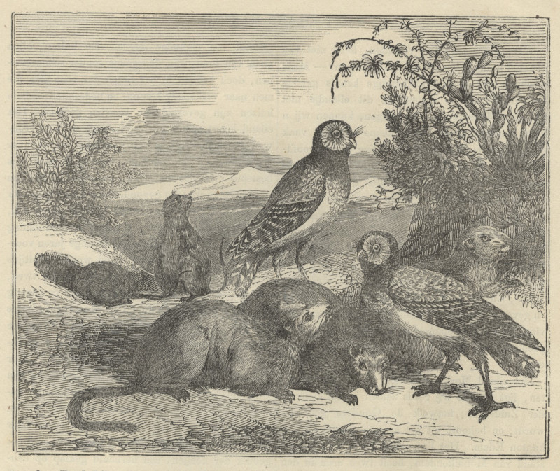 Marmotten en holenuilen by nn naar Lucien Bonaparte