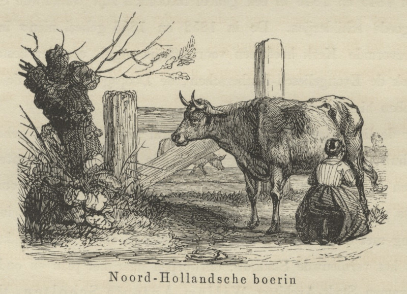 Noord-Hollandsche boerin by nn