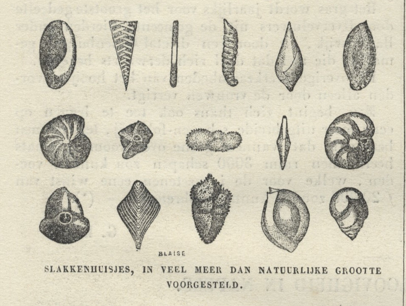 Slakkenhuisjes, in veel meer dan natuurlijke grootte voorgesteld. by Blaise