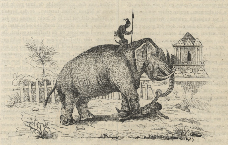 Olifant by nn