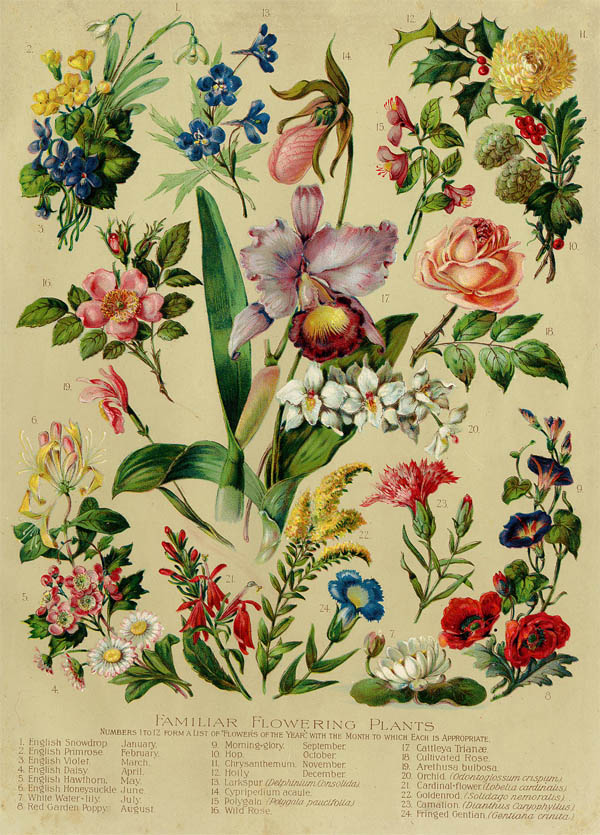 print Familiar Flowering Plants by Funk&Wagnalls Company