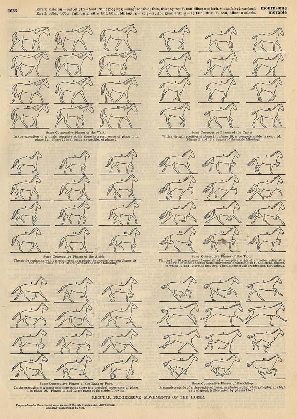 print Regular Progressive Movements of the Horse by Funk&Wagnalls Company
