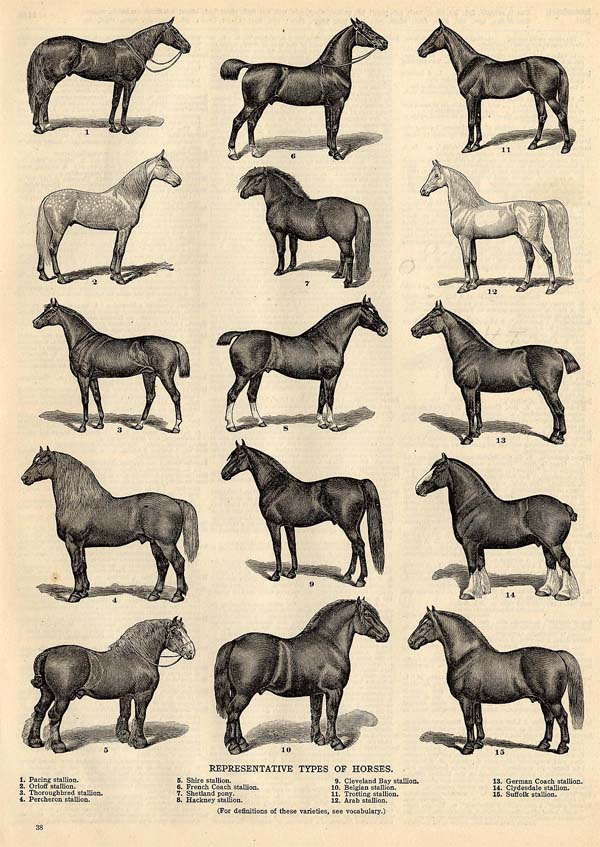 print Representative Types of Horses by Funk&Wagnalls Company