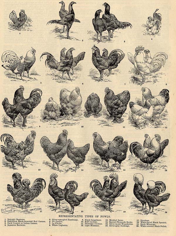 print Representative Types of Fowls by Funk&Wagnalls Company