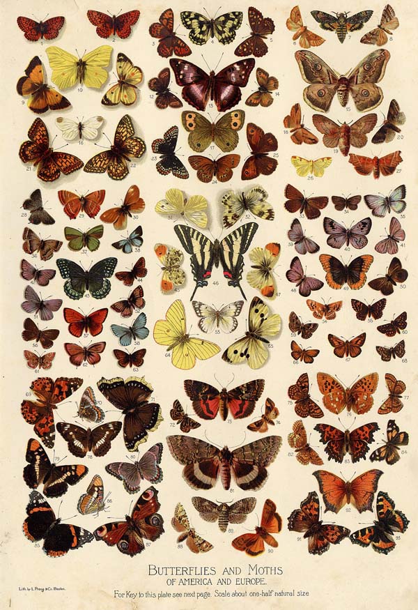 print Butterflies and Moths of America and Europe by Funk&Wagnalls Company