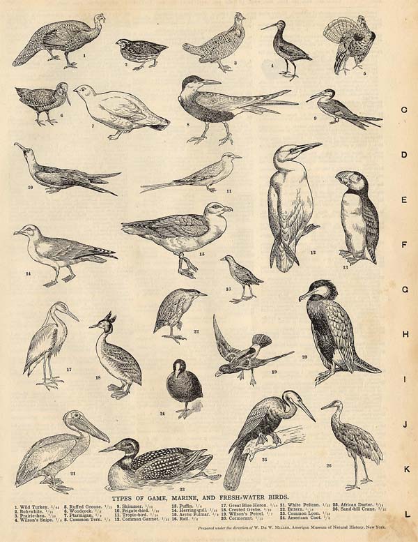 print Types of Game, Marine, And Fresh-water Birds by Funk&Wagnalls Company