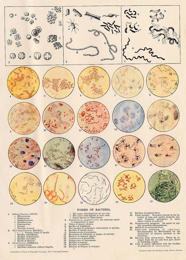 print Forms of Bacteria by Funk&Wagnalls Company
