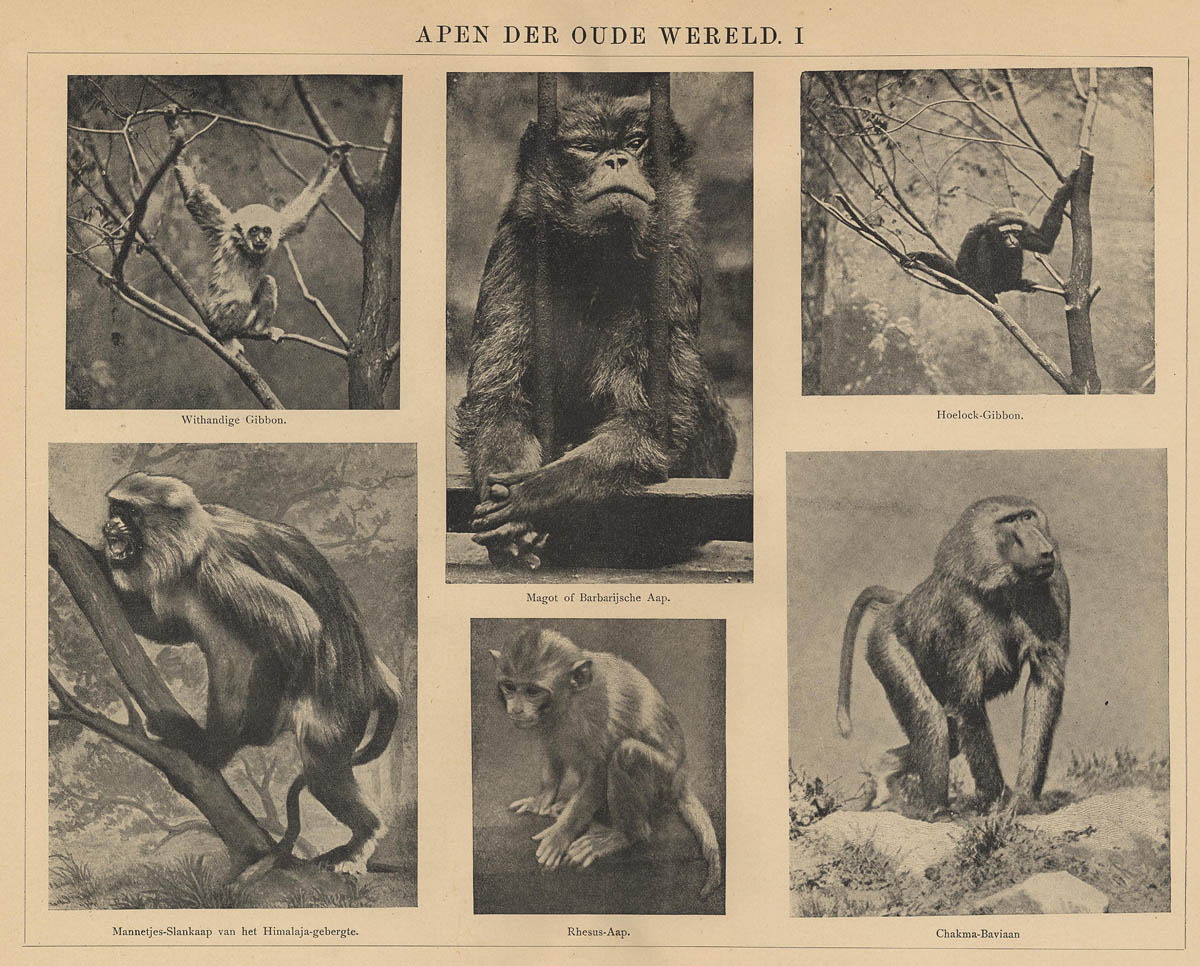 Apen der oude wereld I (1) by Winkler Prins
