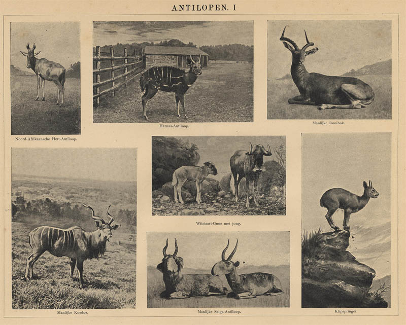 Antilopen I (1) by Winkler Prins