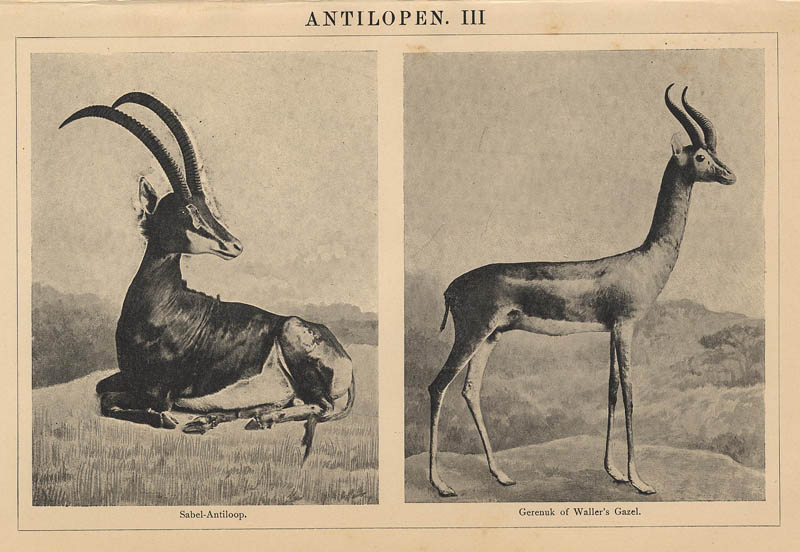 Antilopen III (3) by Winkler Prins