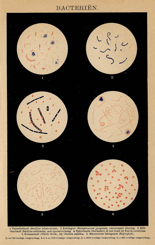 print Bacteriën by Winkler Prins