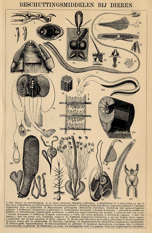 print Beschuttingsmiddelen bij dieren by Winkler Prins