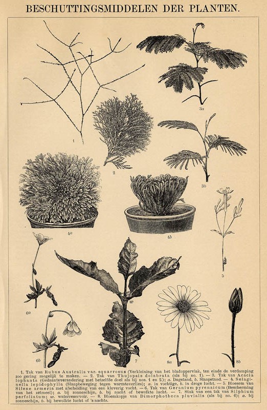 print Beschuttingsmiddelen der planten by Winkler Prins