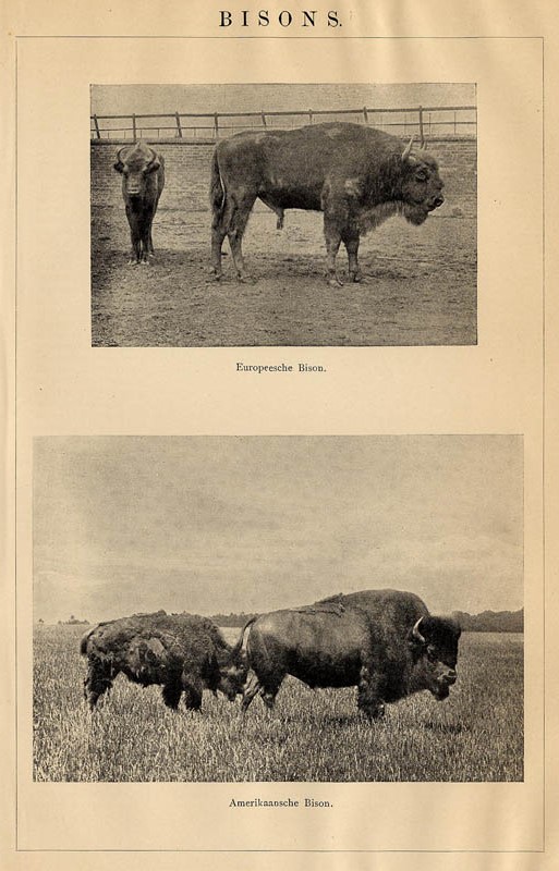 print Bisons by Winkler Prins