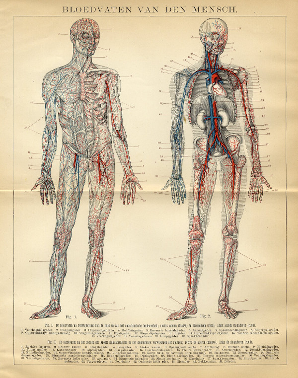 print Bloedvaten van den mensch by Winkler Prins