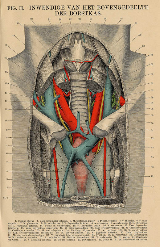 print Fig. II. Inwendige van het bovengedeelte der brostkas. by Winkler Prins