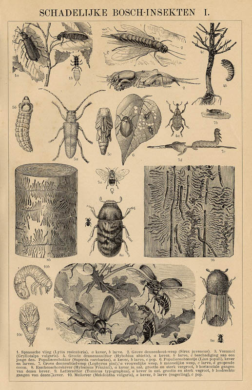 print Schadelijke Bosch-Insekten I by Winkler Prins