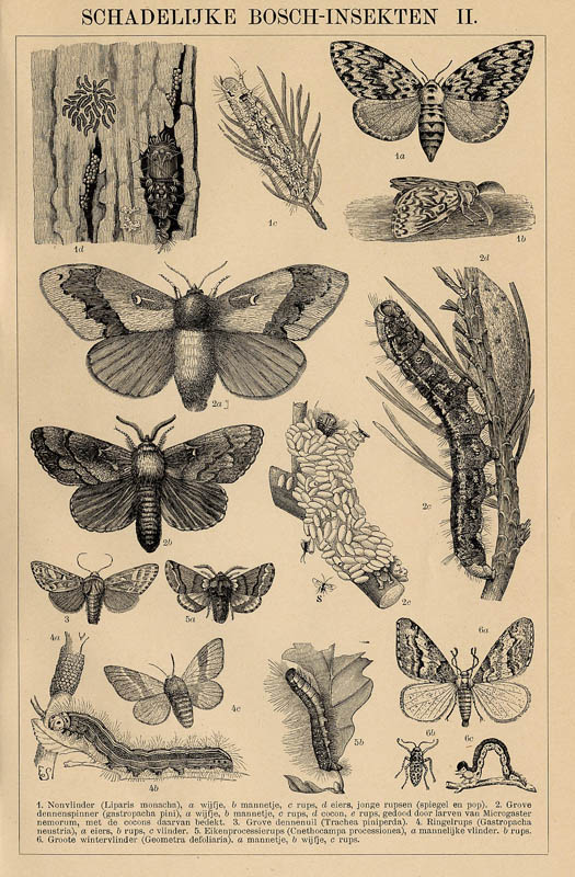 print Schadelijke Bosch-Insekten II by Winkler Prins