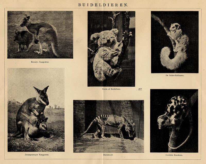 Buideldieren by Winkler Prins