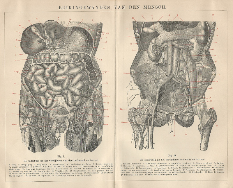 Buikingewanden van den mensch by Winkler Prins