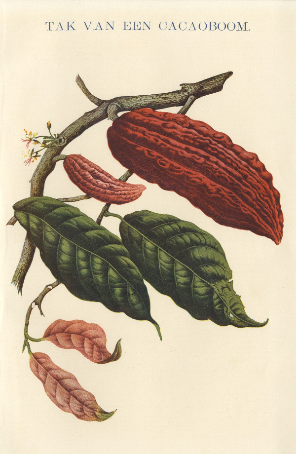 print Tak van een Cacaoboom by Winkler Prins