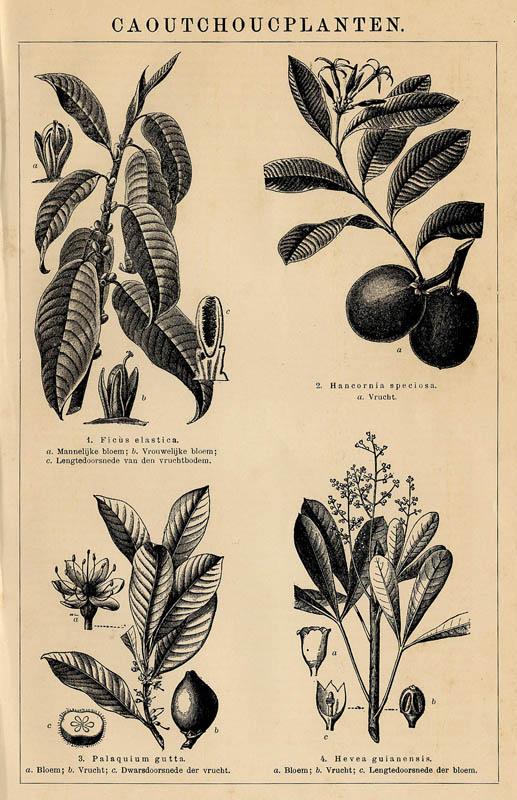 print Caoutchoucplanten by Winkler Prins