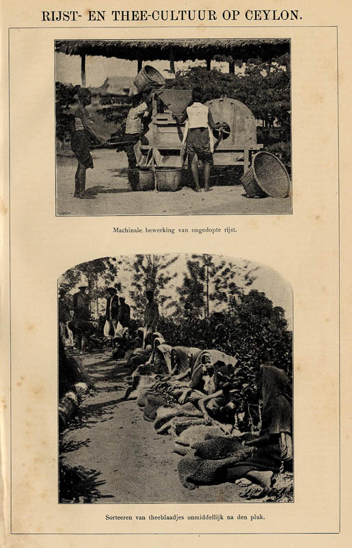 print Rijst- en Thee-cultuur op Ceylon by Winkler Prins