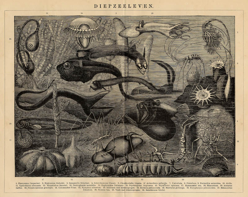 Diepzeeleven by Winkler Prins (Brockhaus)