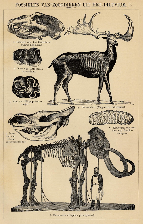 print Fossielen van Zoogdieren uit het Diluvium by Winkler Prins