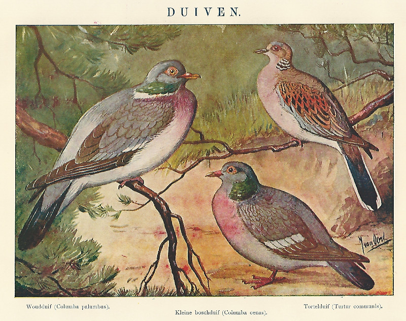 Duiven by Winkler Prins, J van Oort