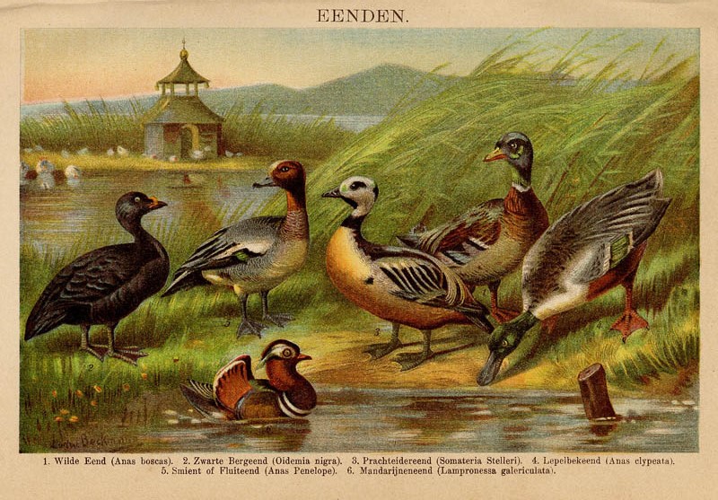 Eenden by Winkler Prins (Ludwig Beckman)