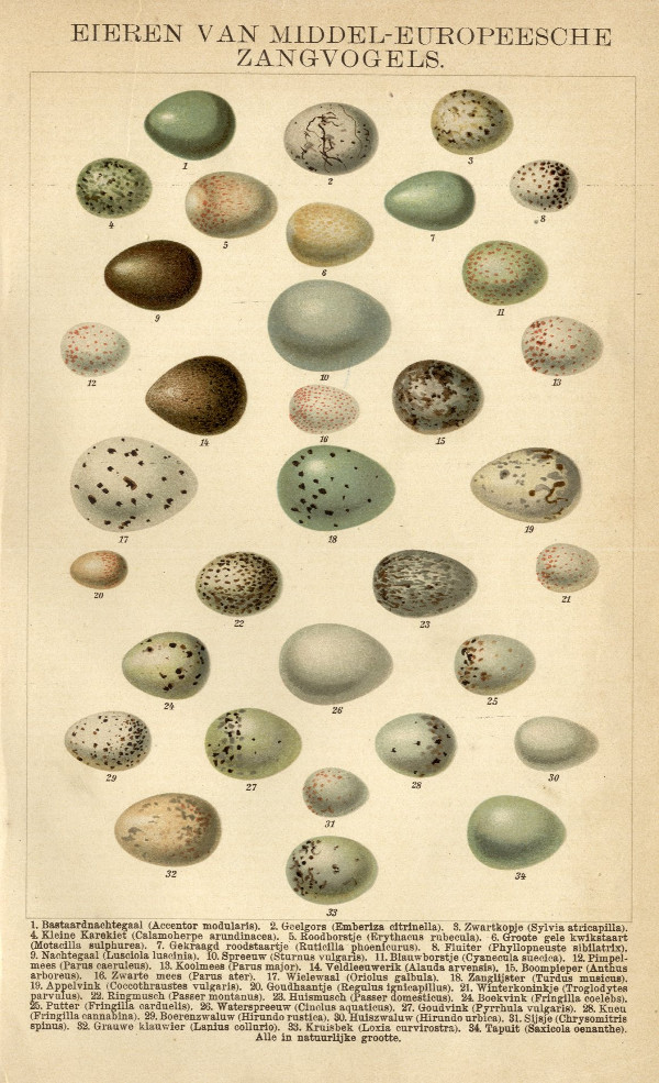 print Eieren van middel-europeesche zangvogels by Winkler Prins