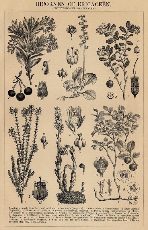 print Bicornen of Ericaceën (Dicotyledonen : Sympetalen) by Winkler Prins