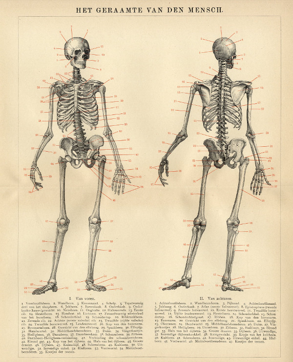 print Het geraamte van den Mensch by Winkler Prins