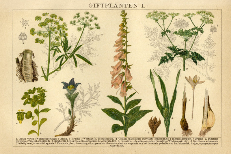 Gifplanten I by Winkler Prins