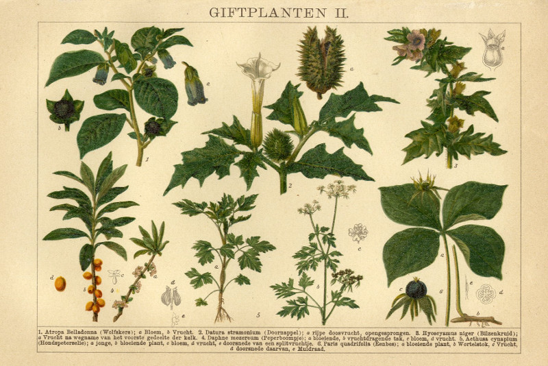 Gifplanten II by Winkler Prins