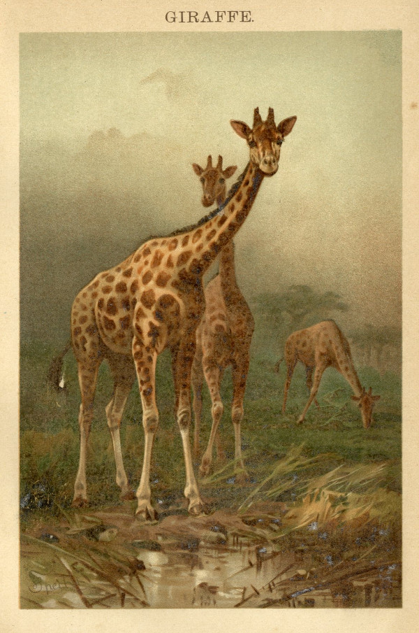 print Giraffe by Winkler Prins, 