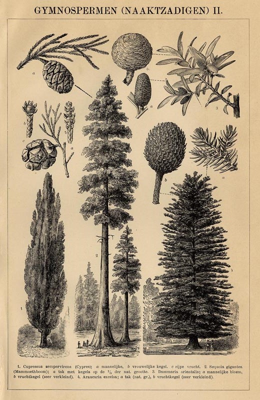 print Gymnospermen (Naaktzadigen) II by Winkler Prins