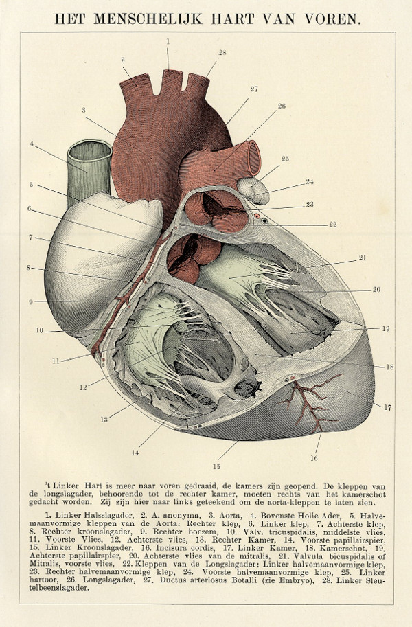 print Het Menschelijk hart van voren by Winkler Prins